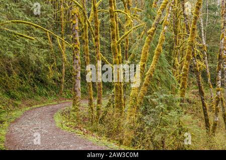 Arbres couverts de mousse, forêt tropicale, sentier du lac Serene, forêt nationale du mont Baker-Snoqualmie, North Cascades, près de la ville de Gold Bar, Washington, États-Unis Banque D'Images