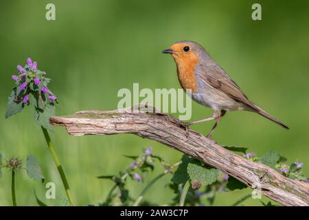 Robin eurasien perché sur une branche à côté de fleurs violettes Banque D'Images