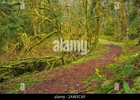 Arbres couverts de mousse, forêt tropicale, sentier du lac Serene, forêt nationale du mont Baker-Snoqualmie, North Cascades, près de la ville de Gold Bar, Washington, États-Unis Banque D'Images