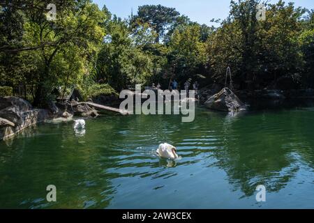 Yalta, Crimée - 09/04/2019: Un petit lac artificiel avec des cygnes blancs dans le parc Vorontsov. Banque D'Images