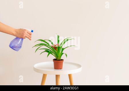 Femme pulvérisant de l'eau sur l'usine de Guzmania dans un pot sur une table blanche sur fond neutre, espace de copie. Concept de soins aux plantes. Banque D'Images