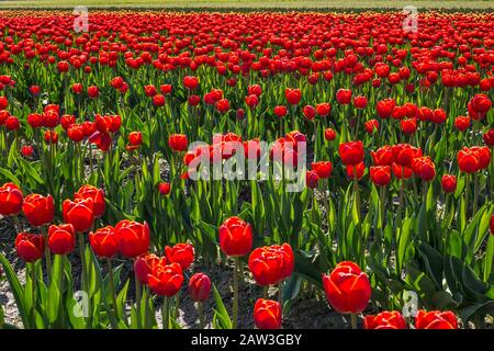 Champ de tulipes au Festival des tulipes de la vallée Skagit, Mount Vernon, Washington State, USA Banque D'Images