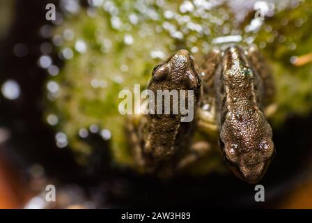 Grenouille Rousse (Rana temporaria) Banque D'Images