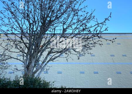 un arbre de silhouette contre un grand bâtiment mural Banque D'Images