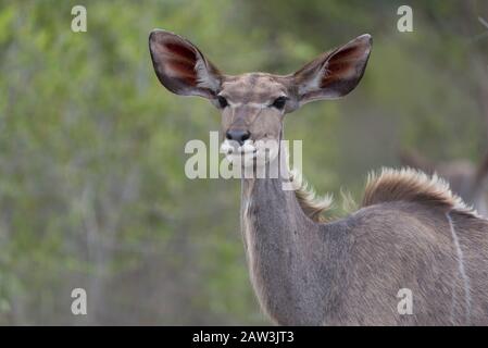 Portrait de Kudu dans le désert Banque D'Images