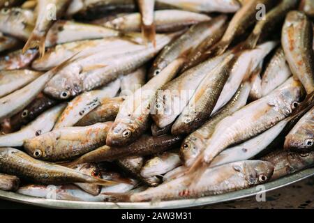 Poisson frais Mullus sur l'affichage sur la glace sur le marché Boutique Boutique des pêcheurs. Les fruits de mer Les poissons de fond. Vue d'en haut. Mullus est un genre d'Percifo Maritime subtropical Banque D'Images