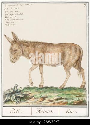 Illustration d'art de cheval vintage Banque D'Images