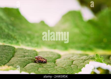 Dermacentor reticulatus sur feuille verte. Aussi connu sous le nom de vache très ornés, des tiques du chien de prairie, Tique, Tique et de marais. La famille des Ixodidae. Les tiques sont Location Banque D'Images