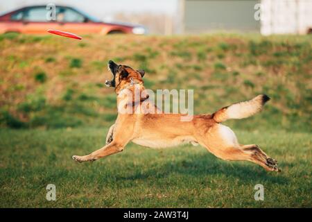 Malinois – Course À Pied Avec Planche Toy En Plein Air Dans Le Parc. Le Chien De Berger Belge Est Actif, Intelligent, Amical, Protecteur, Alerte Et Travailleur Dur Banque D'Images