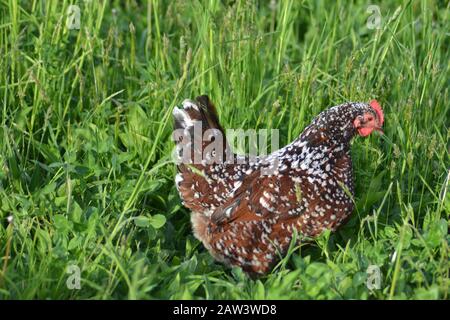 Nourriture de poule de Sussex mouchetée Banque D'Images