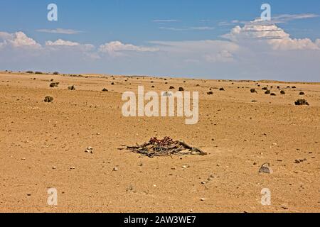 Welwitschia mirabilis, Welwitschia, fossile vivant, des plantes du désert du Namib en Namibie Banque D'Images