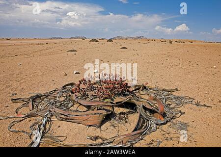 Welwitschia mirabilis, Welwitschia, fossile vivant, des plantes du désert du Namib en Namibie Banque D'Images