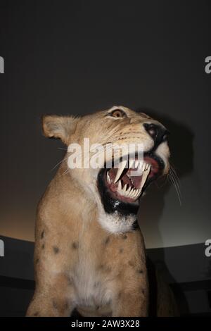 Chat des cavernes, homotherium serum, chat à dents de sabre se sont éteints il y a 10 000 ans, l'exposition au Musée, le Musée de la Béringie, Yukon, Canada Banque D'Images