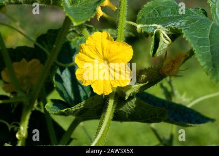 Gherkin ou cornichon, Cucumis sativus, jardin en Normandie Banque D'Images