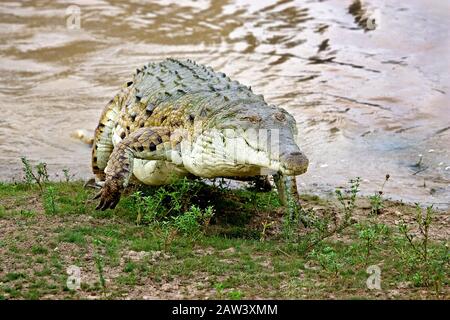 Crocodile de l'Orénoque, crocodylus intermedius, des profils qui sortent de l'eau, Los Lianos au Venezuela Banque D'Images