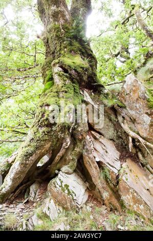 Un vieux arbre recouvert de mousse, poussant dans les roches. Banque D'Images