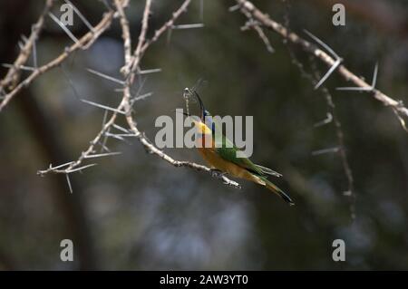 Little Bee Eater, merops pusillus, Adulte debout sur la branche, Attraper Dragonfly, Kenya Banque D'Images