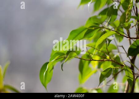 Une branche d'un arbre avec des feuilles vertes sur le fond du ciel de printemps Banque D'Images