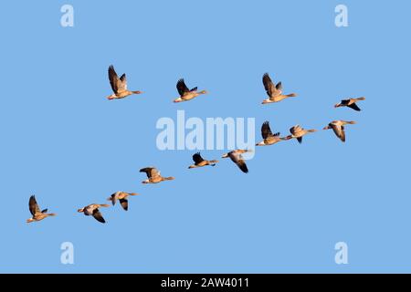 Troupeau d'oies grises en migration (Anser anser) volant en formation V contre le ciel bleu en automne / automne Banque D'Images