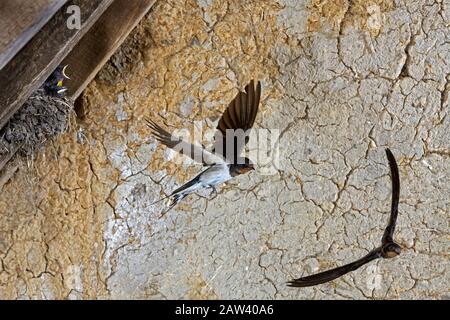 Hirondelle, Hirundo rustica, adultes en vol, l'alimentation des poussins au nid, Normandie Banque D'Images