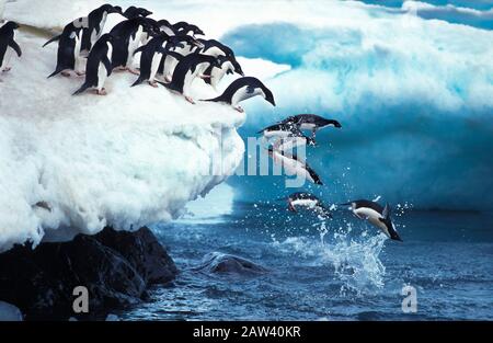 Manchot Adélie, Pygoscelis adeliae, Groupe sauter dans l'océan, l'île Paulet dans l'Antarctique Banque D'Images