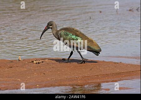 Hadada Ibis, bostrychia hagedash, Adulte près de Water, parc Samburu au Kenya Banque D'Images