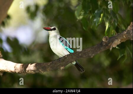 Woodland Kingfisher, halcyon senegalensis, Adulte debout sur la branche, Kenya Banque D'Images