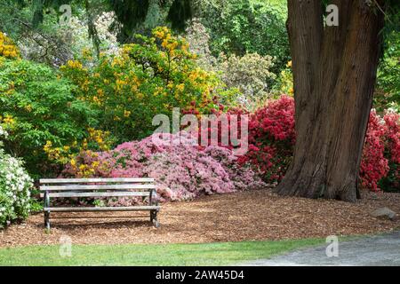 Banc Accueillant Entouré De Buissons Colorés Azalea Et Rhododendron Banque D'Images