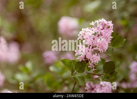 Gros plan de fleur de lilas rose avec Bokeh Banque D'Images