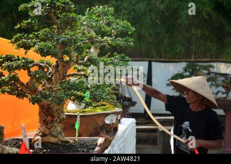 Les visiteurs voient les plantes à l'emplacement du concours Bonsai tenu à Jember, East Java, Indonésie, le mercredi 21 août 2019. Dans le concours de l'art, les plantes éclipsent ces plantes, en plus des événements de réalisation, aussi comme lieu de promotion de l'environnement et d'augmentation de la créativité pour l'industrie créative de l'art Bonsai Banque D'Images