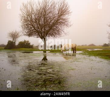 Un poney blanc de la Nouvelle forêt pacage parmi l'herbe inondée sur un matin misté dans un paysage de pastel doux et sinistre Banque D'Images