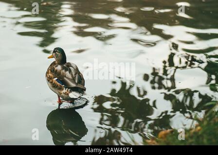 un canard sauvage solitaire se tient dans l'eau peu profonde sur un étang Banque D'Images