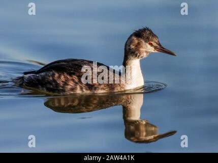 Grèbe huppé (Podiceps cristatus) Banque D'Images