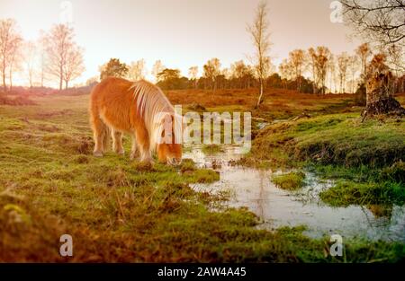 Un magnifique poney brun de Shetland se nourrissant par un ruisseau sur la zone de conservation de la terre de bruyère commune du Canada dans La Nouvelle forêt contre un magnifique coucher de soleil d'hiver. Banque D'Images