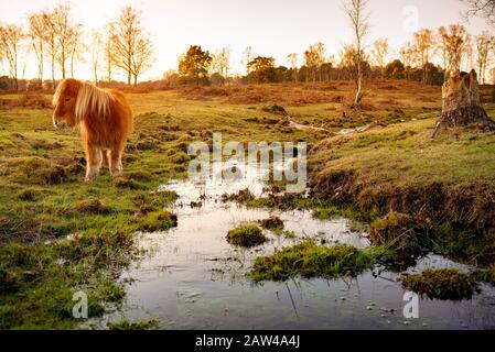 Un magnifique poney brun de Shetland se nourrissant par un ruisseau sur la zone de conservation de la terre de bruyère commune du Canada dans La Nouvelle forêt contre un magnifique coucher de soleil d'hiver. Banque D'Images