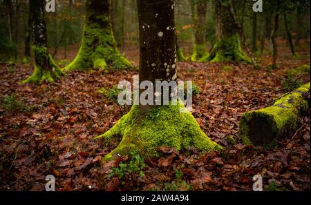 La mousse verte monte et pousse autour des racines et des racines des arbres de la Nouvelle forêt qui s'accrochent contre les feuilles orange du sol forestier. Banque D'Images