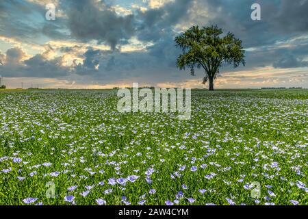 Arbre de coton solitaire dans un champ de lin fleuri près de Myrtle, Manitoba, Canada. Banque D'Images