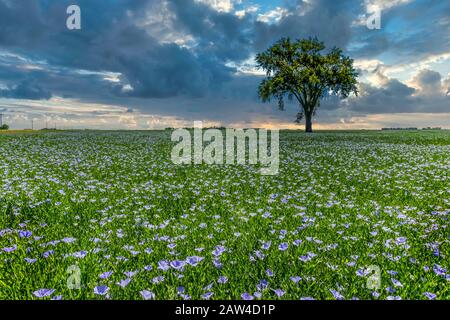 Arbre de coton solitaire dans un champ de lin fleuri près de Myrtle, Manitoba, Canada. Banque D'Images