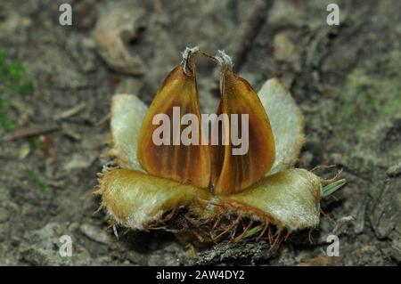 Des noix de hêtre mûres sur un sol boisé. Banque D'Images