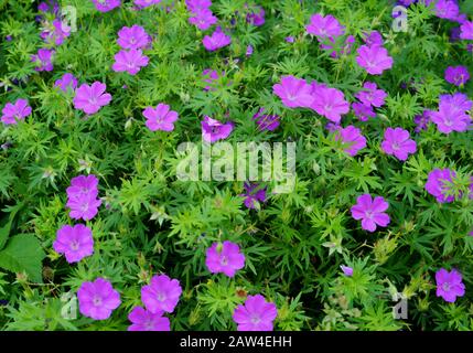 Géranium sanguineum fleurs fond horizontal Banque D'Images