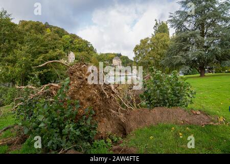 Arbres déracinés. Arbre tombé dans la forêt. Paysage forestier. Les racines de l'arbre. Vieux grand arbre. Banque D'Images