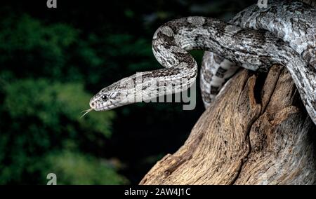 Corn snake (Pantherophis guttatus) Banque D'Images