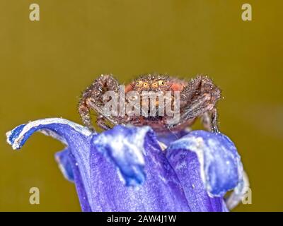 Une araignée de crabe sur un bluebell Banque D'Images