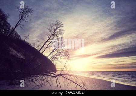 Plage avec silhouettes d'arbres dans le parc national de Wolin au coucher du soleil, couleur appliquée, Pologne. Banque D'Images