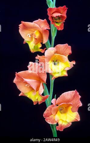 Gros plan de Gladioli Dancing Don fleurs jaunes et roses sur fond noir. Banque D'Images