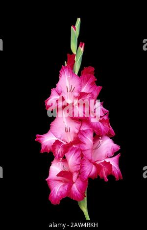 Un pic de fleur de Gladioli de Serafin aka Seraphin montrant des fleurs et des bourgeons de rupture sur un fond noir. Banque D'Images