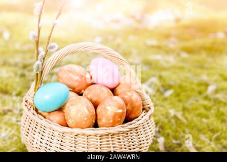 Les œufs de Pâques bruns sont naturellement teints avec des peaux d'oignons dans le panier en osier à l'extérieur sur de belles mousses de printemps vertes en journée ensoleillée. Carte de vacances de Pâques backgroun Banque D'Images