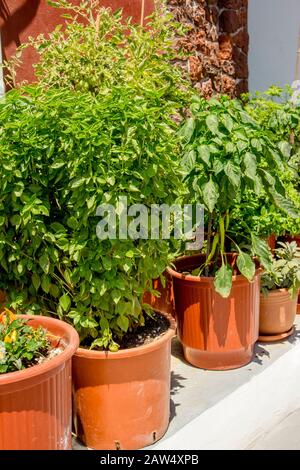 Diverses herbes vertes qui poussent dans des pots dans le jardin à l'extérieur en été ensoleillé. Concept d'horticulture. Banque D'Images