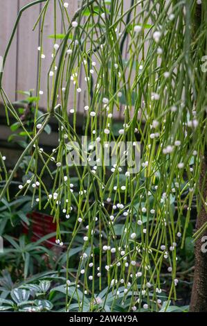 Cactus de GUI vert 'Rhipsalis baccifera' suspendu avec des baies blanches translucides. Flux lumineux de lumière du soleil depuis l'arrière Banque D'Images