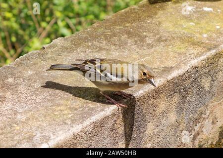Madeiran Chaffinch - Fringilla coelebs maderensis Banque D'Images